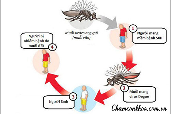 Muỗi vằn đốt - Con đường lây nhiễm phổ biến 1