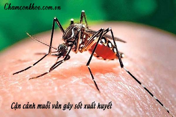 Nhận dạng muỗi lây truyền sốt xuất huyết 1