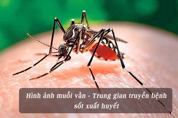Muỗi gây bệnh sốt xuất huyết - Đặc điểm và cách phòng muỗi đốt 1