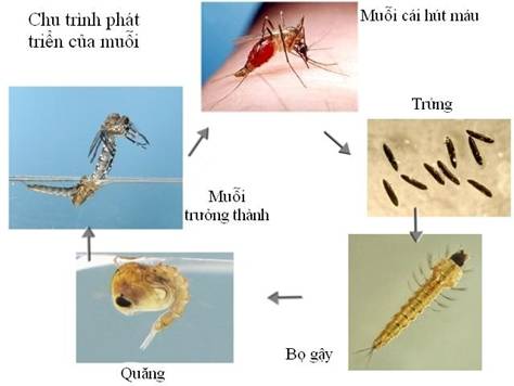 Vòng đời của muỗi vằn 1
